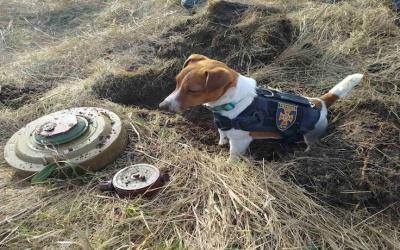 A Plea for “Animalizing” the International Law of Armed Conflict