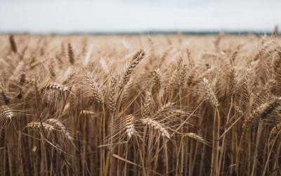 Can the Black Sea Grain Initiative Continue Without Russian Participation?