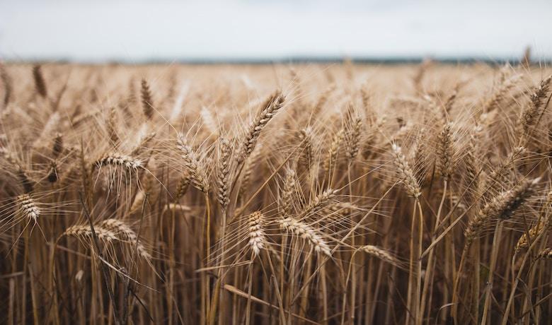 Can the Black Sea Grain Initiative Continue Without Russian Participation?