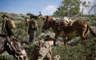 Military Animals in Armed Conflict