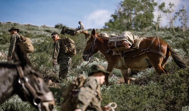 Military Animals in Armed Conflict